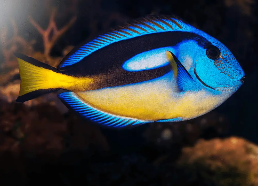 You are currently viewing Achilles Tang Fish Profile