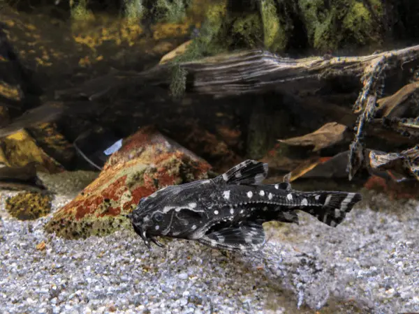 Agamyxis Pectinifrons photo