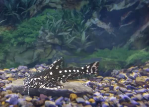 Read more about the article Agamyxis Pectinifrons Profile Fish