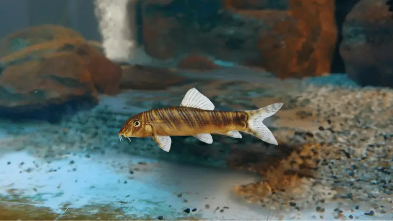 Ameiurus Nebulosus photo 2