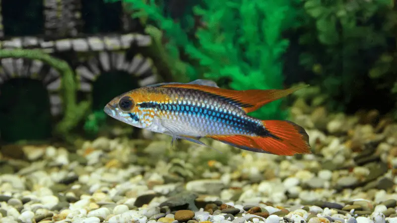 Apistogramma Agassizii photo 2