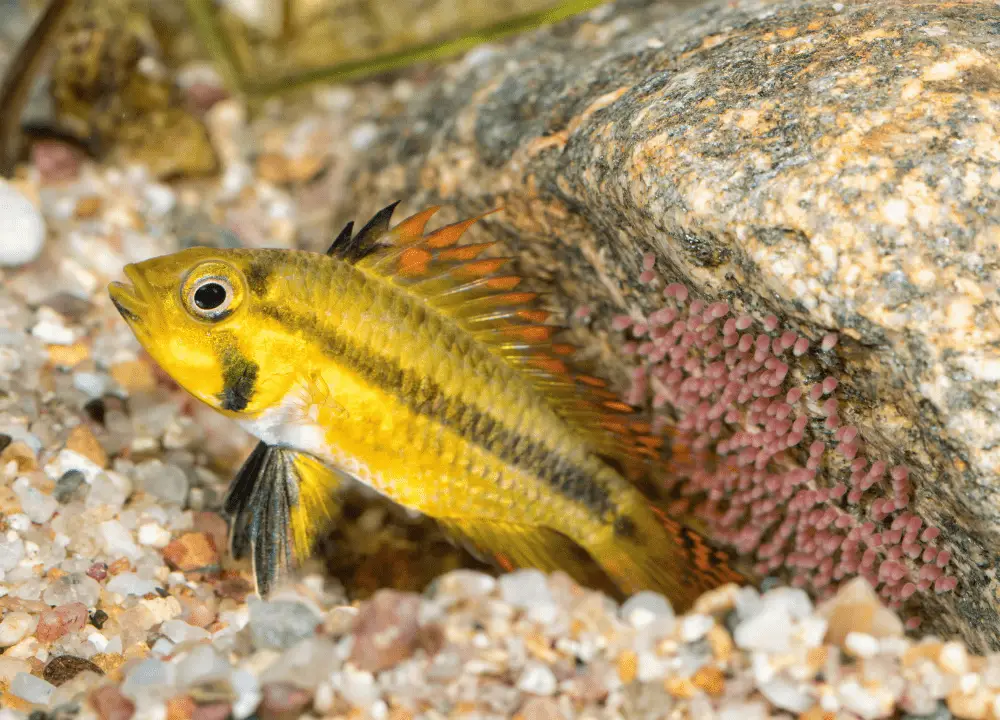 Apistogramma Cacatuoides Profile Fish photo
