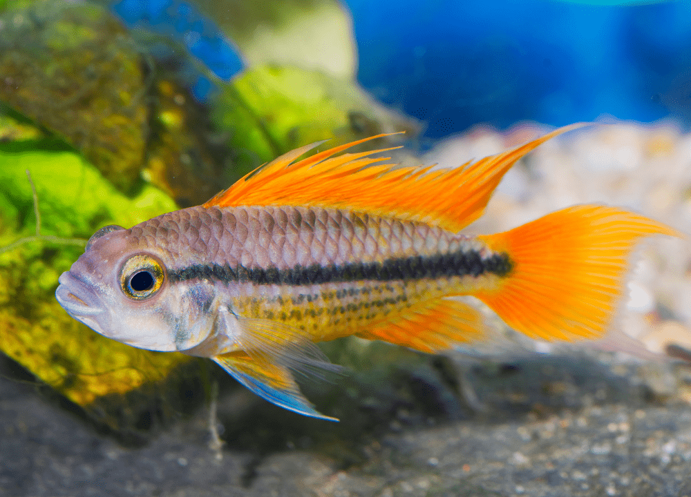 Apistogramma Viejita Profile Fish photo