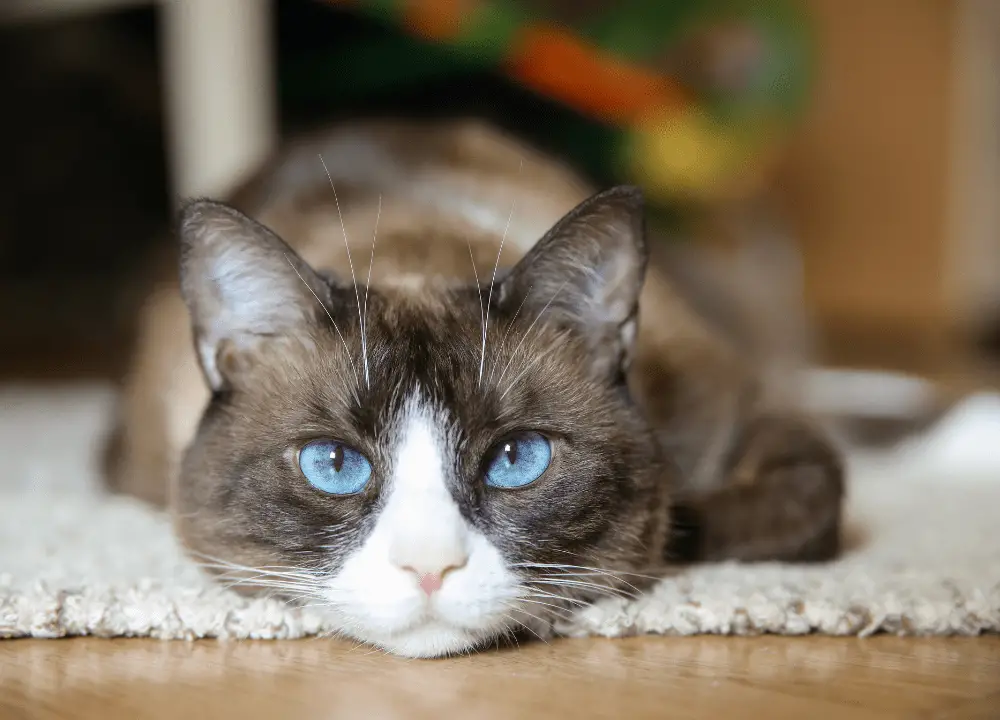 You are currently viewing The Best 50 Names For Snowshoe Cats