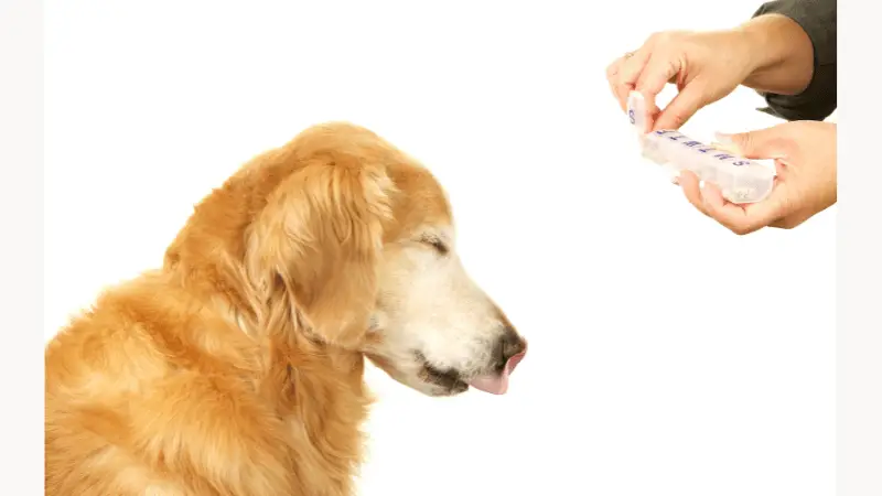 Bio Sponge for Dogs photo 1