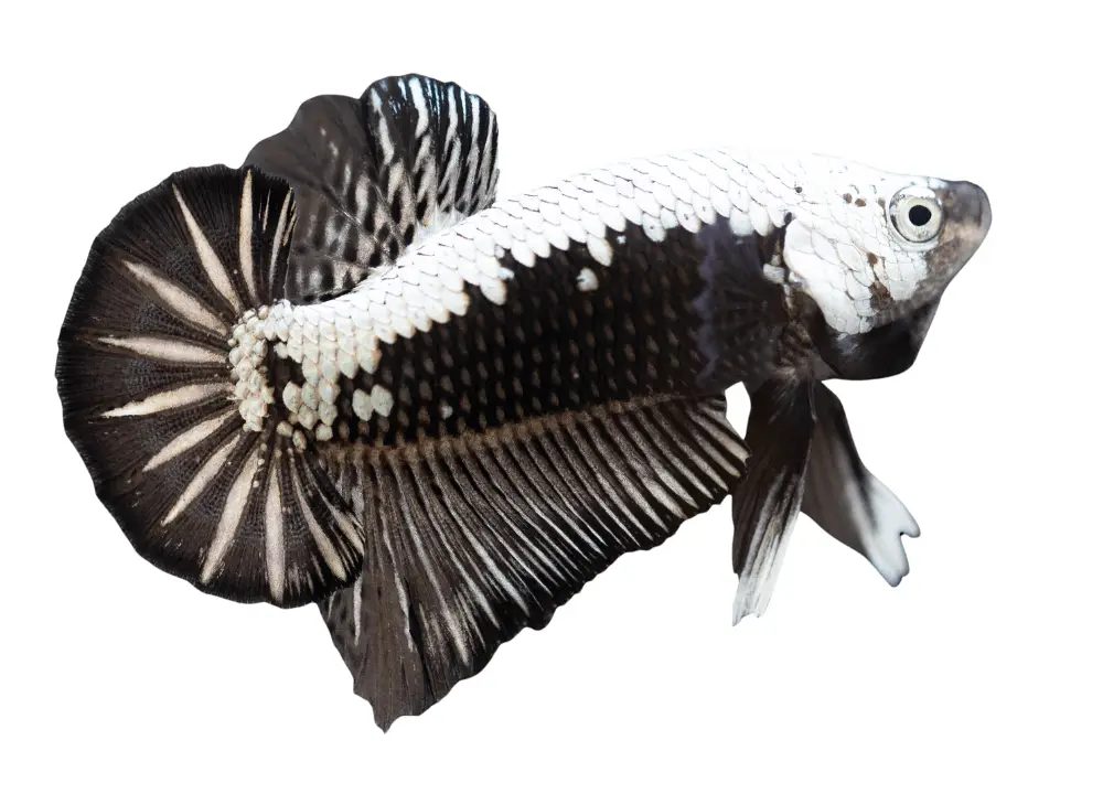 Black Samurai Betta Fish photo