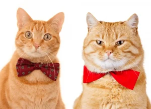 Read more about the article Reviewing the Top 3 Bow Ties for Cats in 2024