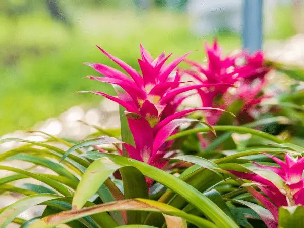 Bromeliads photo