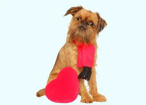 Read more about the article Brussels Griffon Breed: Characteristics & Care