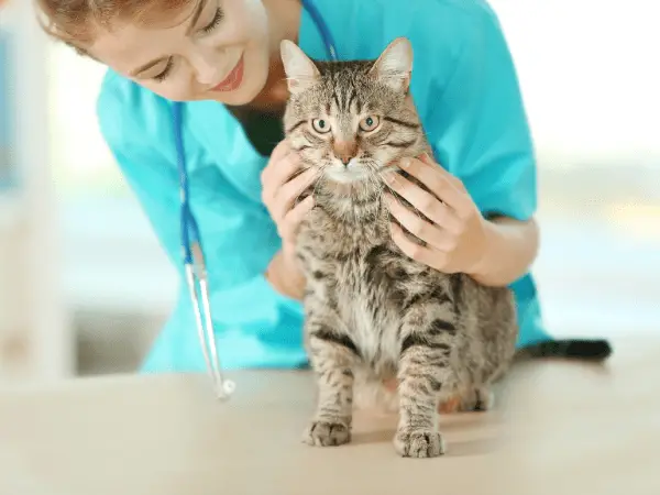 Can Cats Get Mononucleosis photo 1