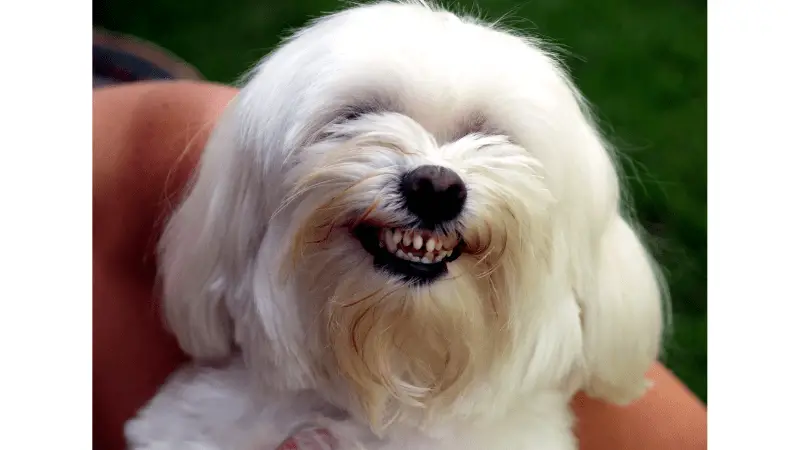 Can Dogs Get High from Blowing Smoke in Ear photo 2