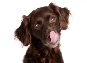 Read more about the article Let’s Find Out Can Dogs Have Prader-Willi Syndrome? Expert’s Answer