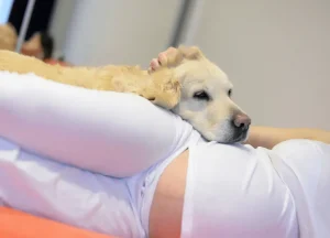 Read more about the article Can My Dog Safely Lay on My Pregnant Belly? Expert Insights