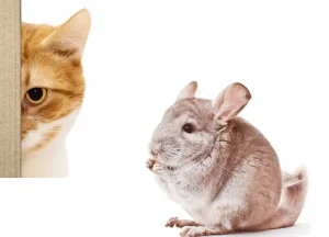 Read more about the article How to Introduce a Cat to a Chinchilla: Life Under One Roof