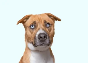 Read more about the article Do Dogs Have Memory Of Trauma? Studying Emotions Pet