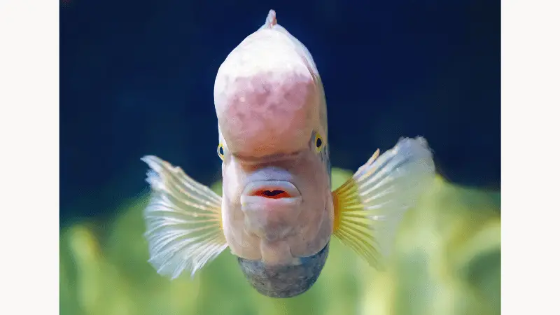 Fish With Big Forehead photo 1