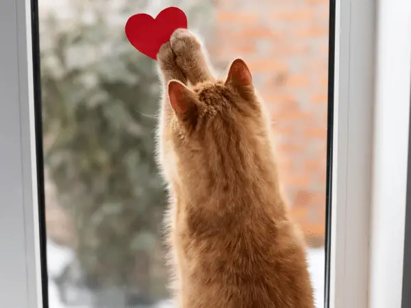 Gel Window Clings Toxic to Cats photo