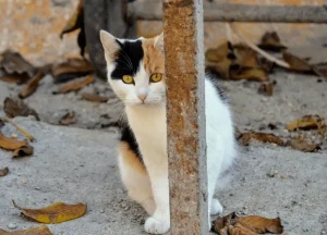 Read more about the article 5 Harlequin Cat Peculiarities