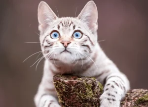 Read more about the article How to Dilute Tea Tree Oil For Cats? Step by Step Guides