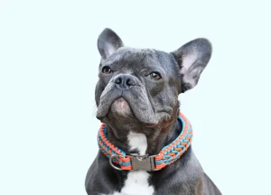 Read more about the article How to Make a Dog Collar Into a Bracelet: Step by Step