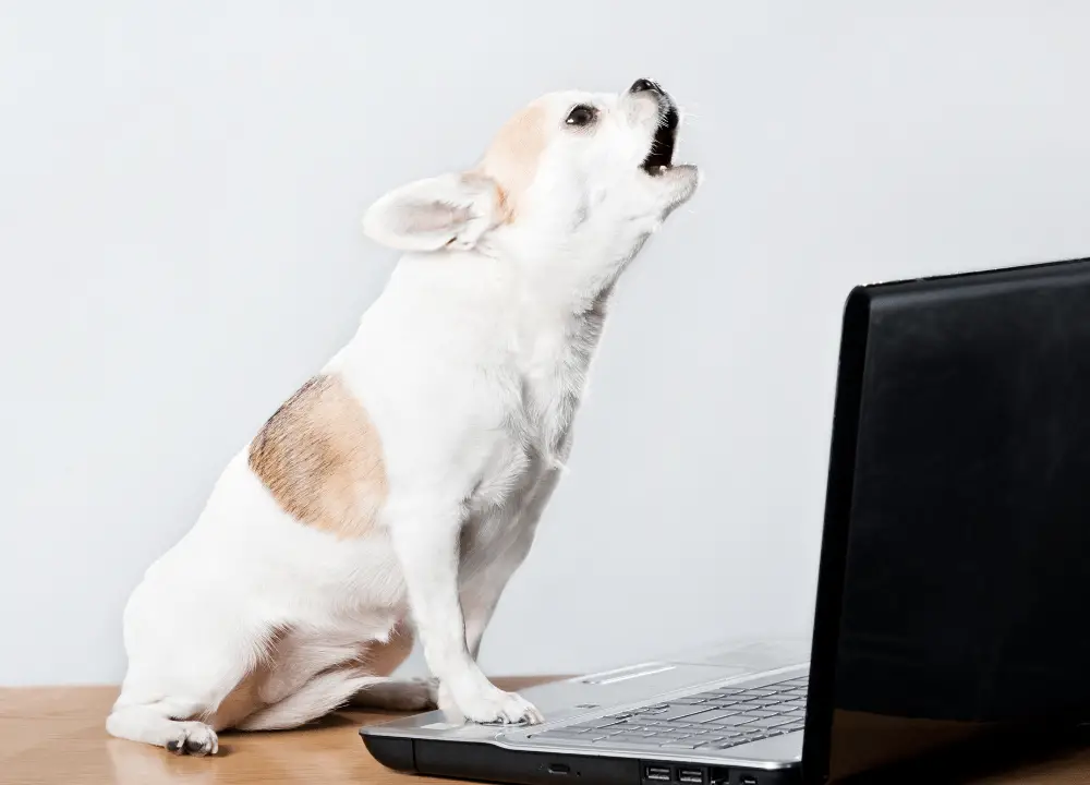 You are currently viewing Is It Cruel To Make Your Dog Howl? Expert Opinion