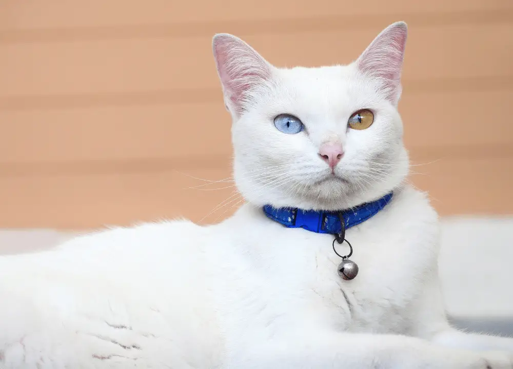 Khao Manee: Cat Breed Information, Characteristics & Care