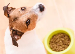 Read more about the article Let’s Research Whether: Is Ashland Farms a Good Dog Food?