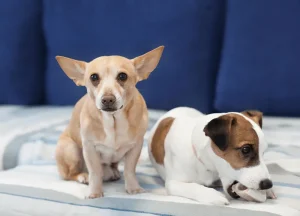 Read more about the article Male Dog Behavior When Female Is Pregnant: This is Necessary to Know