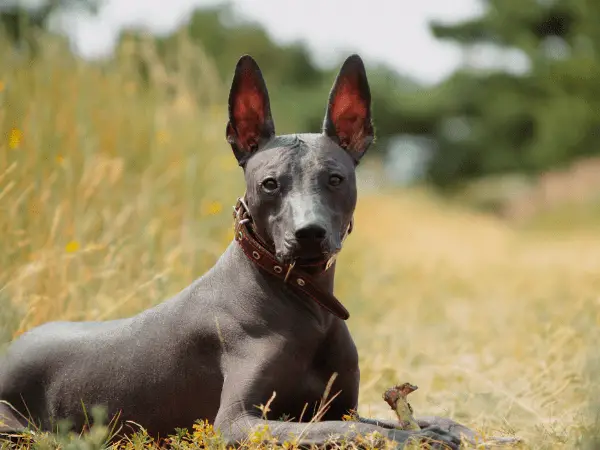 Peruvian Hairless Dog photo 1