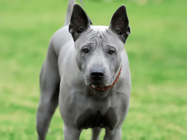 Peruvian Hairless Dog photo 2