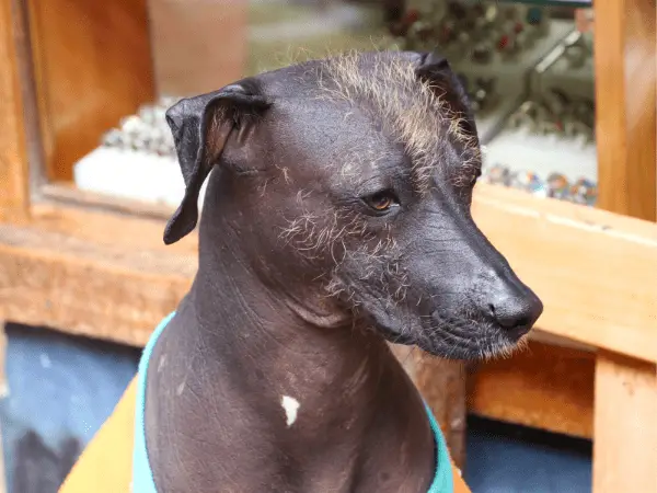 Peruvian Hairless Dog photo 3