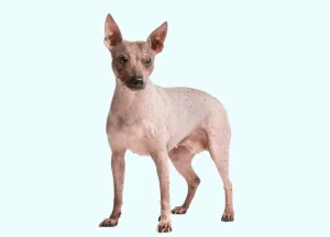 Read more about the article Peruvian Hairless Dog: Characteristics & Care
