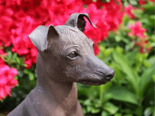 Peruvian Hairless Dog photo 4