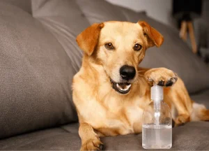 Read more about the article List of Possible Side Effects of Pro Pectalin Gel For Dogs