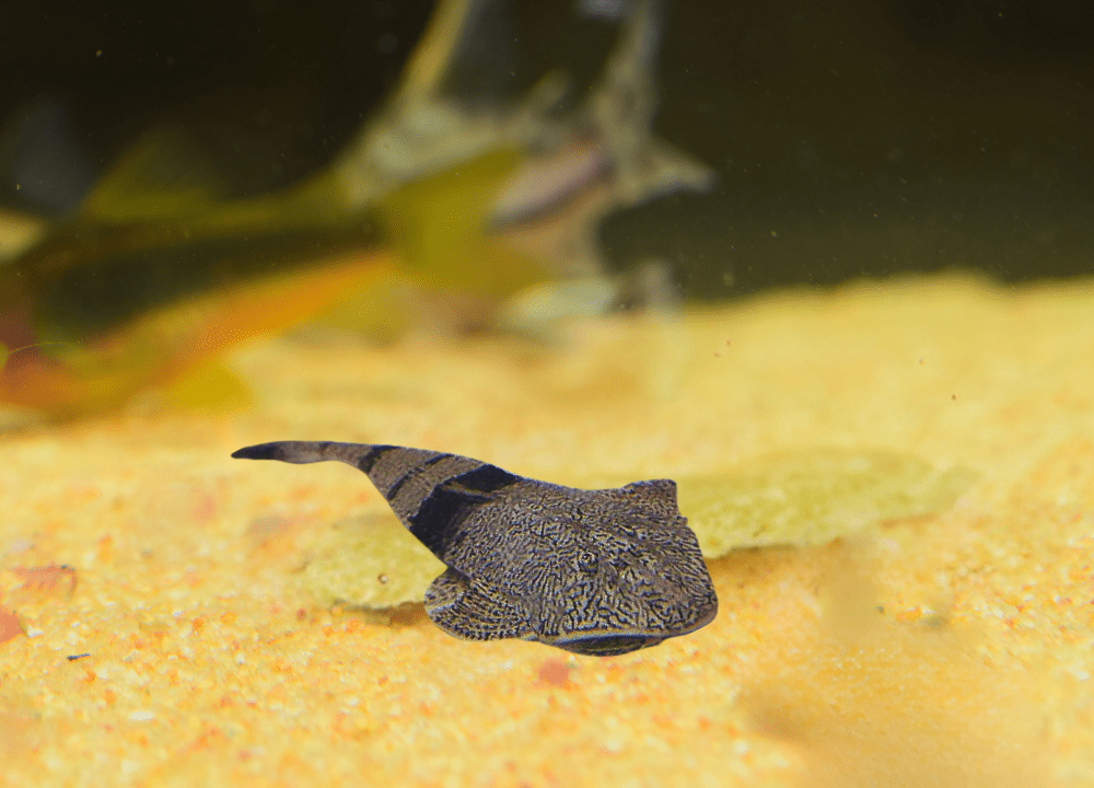 Pseudohemiodon Apithanos Profile Fish photo