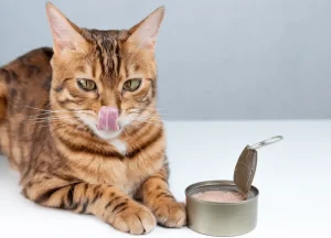 Read more about the article How Beneficial is Pure Cravings Cat Food? Independent Review