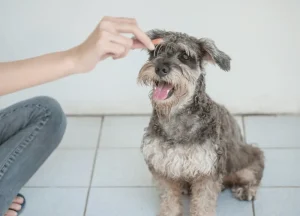 Read more about the article 25 Reasons Why People Think Schnauzers Are the Worst Dogs