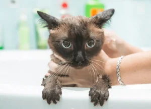 Read more about the article The Best 9 Shampoos for Cats of 2024 With High Ratings