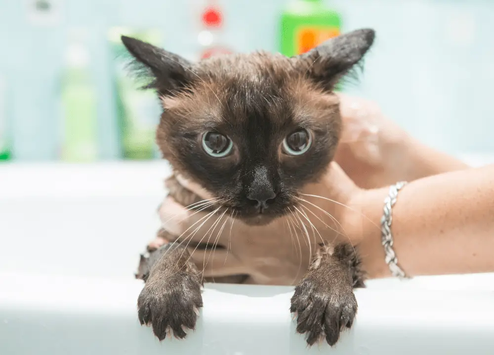 You are currently viewing The Best 9 Shampoos for Cats of 2024 With High Ratings
