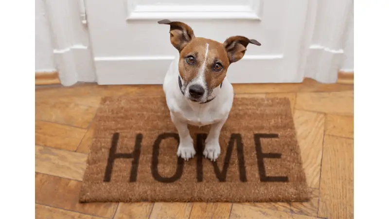 Should I Visit My Dog After Rehoming photo 2