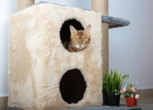 Read more about the article What Choice Should Make? Best 3 Two Story Cat Condo (2024)