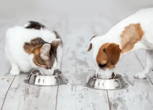 Read more about the article Benefits & Side Effects Super Snouts Chill Out: Unbiased Review