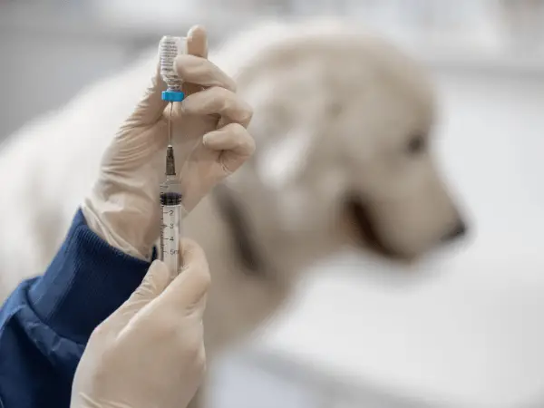 Vaccinating Your Dog photo 1