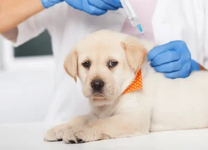 Read more about the article Can You Go To Jail For Not Vaccinating Your Dog? Important For Owners