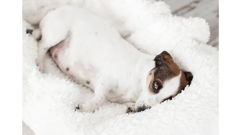 What Happens if a Dog Gets Pregnant Too Young photo 1