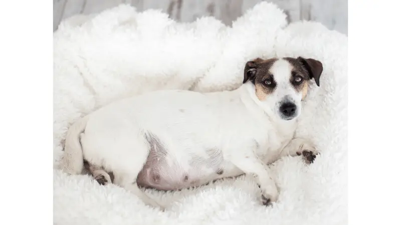 What Happens if a Dog Gets Pregnant Too Young photo 2