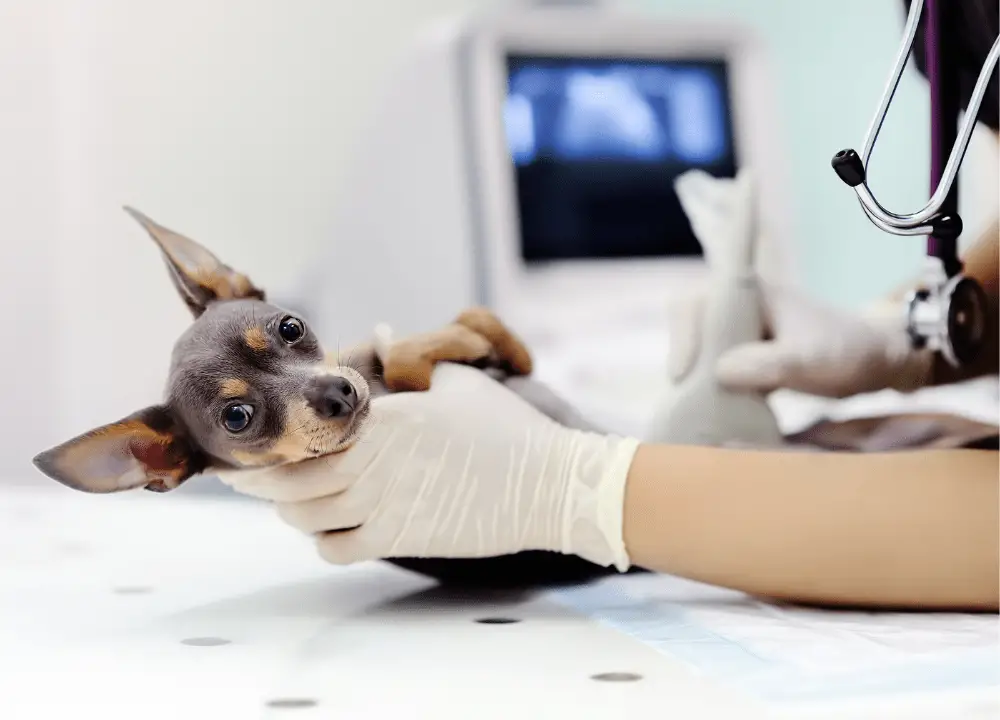 You are currently viewing What Happens if a Dog Gets Pregnant Too Young? Expert’s Opinion