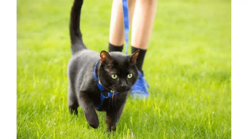 Why Are Black Cats Called Voids photo 2