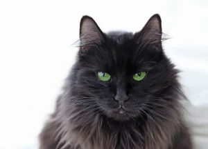 Read more about the article Let’s Find Out: Why Are Black Cats Called Voids