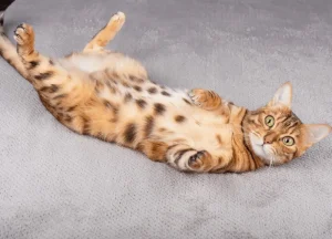 Read more about the article Curious Why Do Cats Turn Their Heads Upside Down